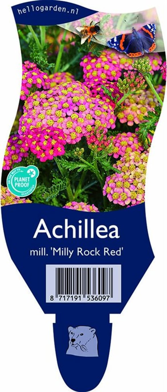 Achillea m. 'Milly Rock Red' - P11